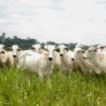 Comentarista da GloboNews diz que Ratinho Jr. foi escolhido pré-candidato do PSD à presidência