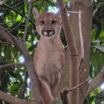 Governo anuncia contratação de empresa responsável pela pavimentação da GO-237