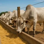 INVESTIMENTO DE R$ 5 MILHÕES COMEÇA A TRANSFORMAR O JARDIM ORIENTE