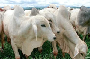 Cota chinesa pressiona frigoríficos e pode reduzir preço da carne no Brasil